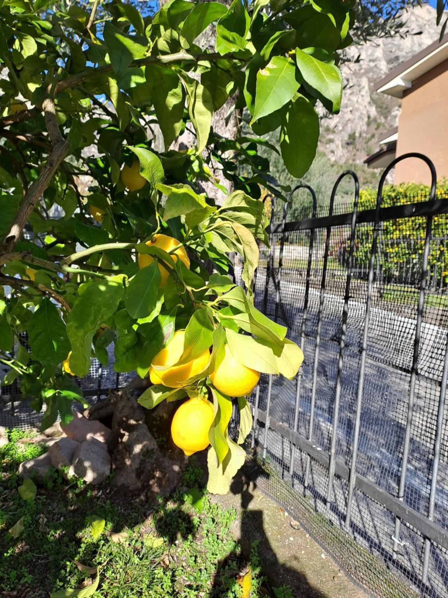 Oma Margareta Limone sul Garda